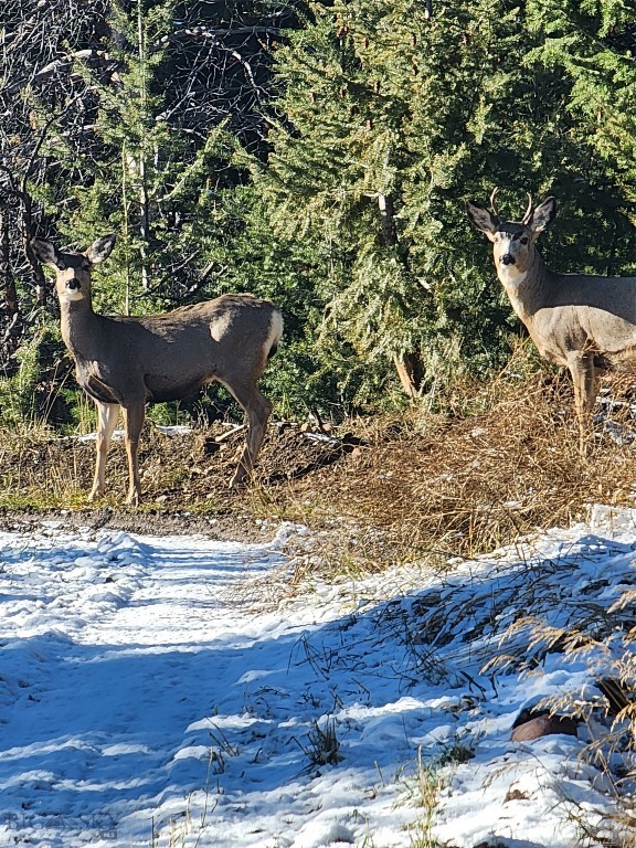 TBD TBD, Anaconda, Montana