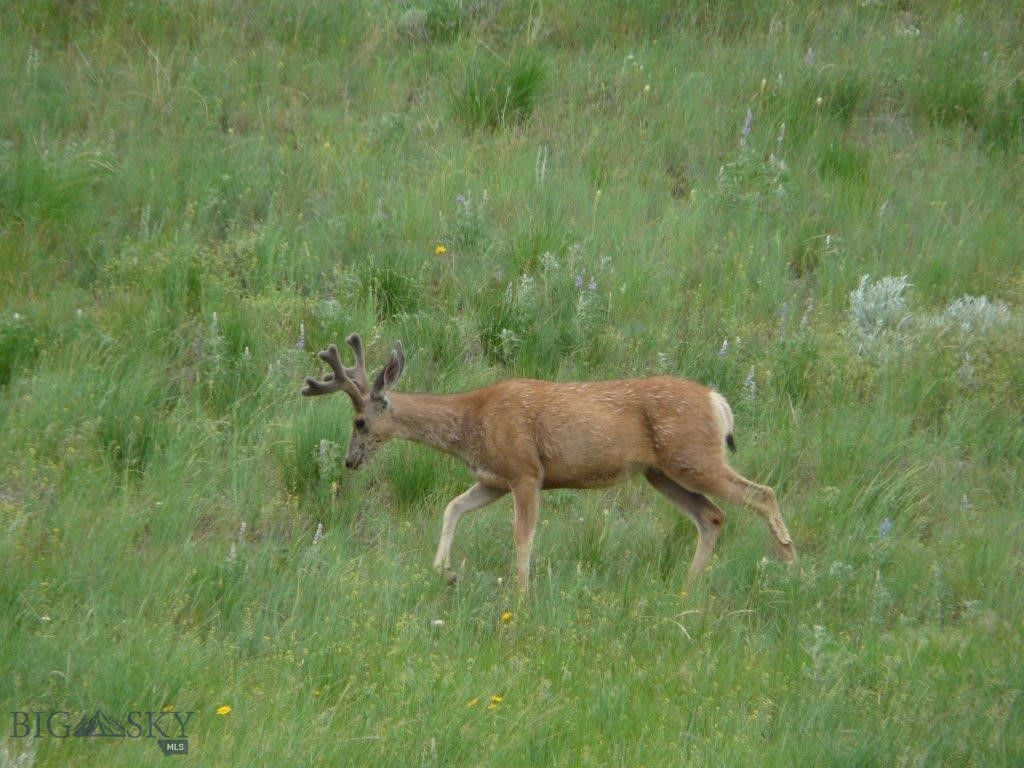 115 Red And King Gulch Road, Laurel