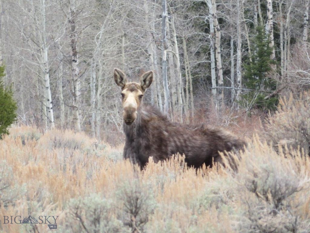 TBD Camp Creek Road, Butte, Montana