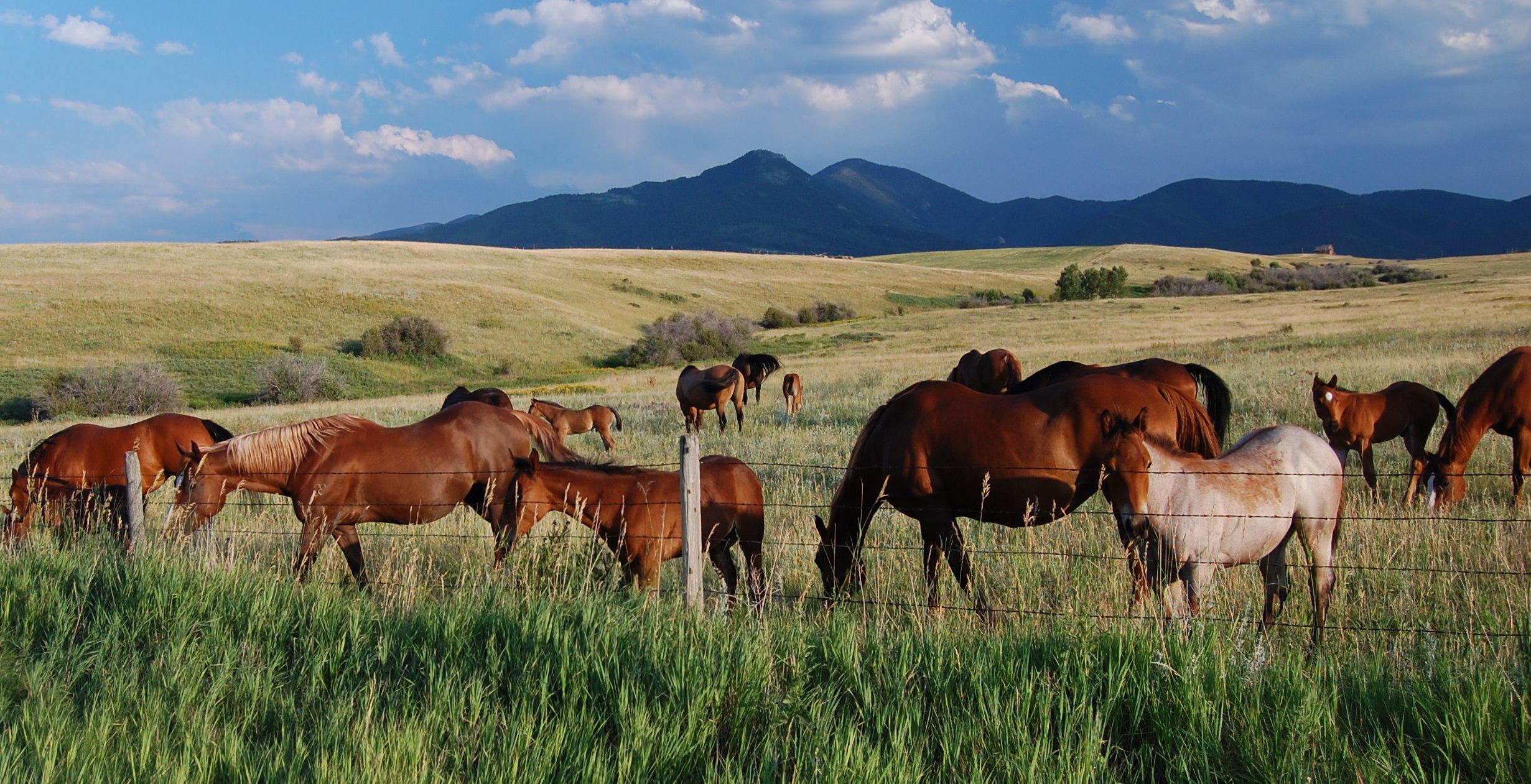 Bozeman Montana Horse Properties For Sale