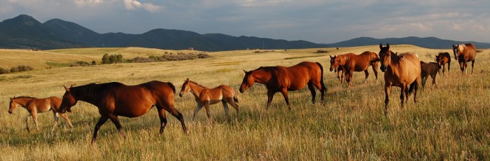 Bozeman MT Land Taunya Fagan