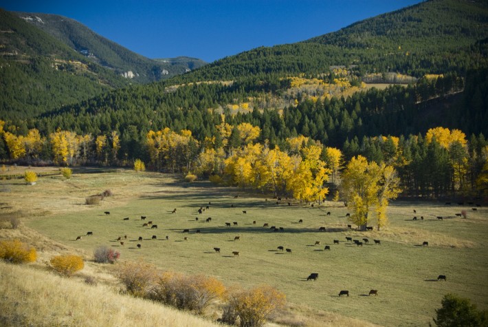 Montana Ranches For Sale