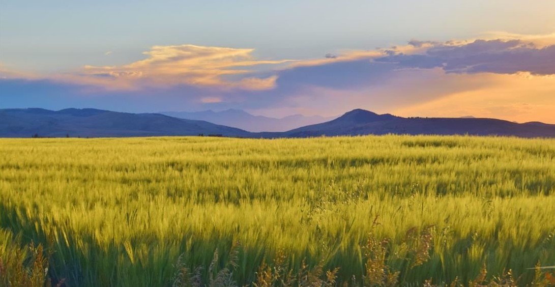 Photo Montana Wheat Fields, Taunya Fagan